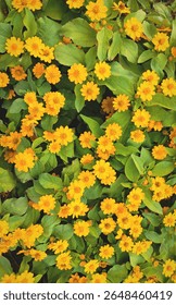 A charming, top-down view of a dense field of small, bright yellow, daisy-like flowers, possibly Creeping Zinnias (Sanvitalia procumbens).
