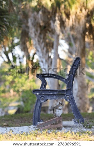Charming and whimsical image of an eastern gray squirrel (Sciurus carolinensis) standing alert beneath the decorative cast iron end frame of a weathered park bench, naturally framed by the ornate ironwork arch above, with softly blurred Sabal palm trunks and lush green subtropical foliage filling the bokeh background in Fort Myers Florida. The squirrel faces the camera in an upright alert posture with front paws raised, adding personality and humor to this delightful urban wildlife encounter. Warm dappled natural light filters through the palm canopy above. A whimsical and commercially versatile urban nature and Florida lifestyle image with no people and copy space above.