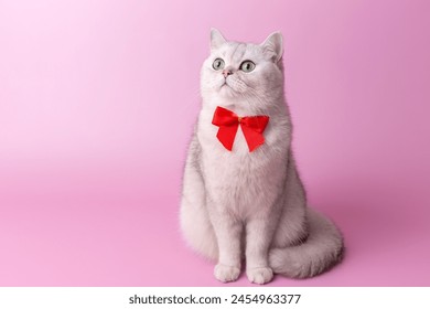 Encantador gato británico blanco