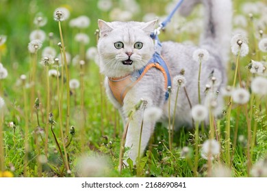 a charming white British cat walk on the grass with white dandelions, in spring