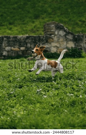 Charming and white Jack Russell Terrier puppy runs around Kalemegdan Spring Park in center of Belgrade and plays with a ball. A dog cheerfully nibbles a ball outside on a sunny summer day