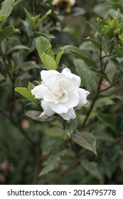 The Charming White Rose Flower