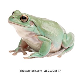 A Charming White S Tree Frog Displayed Naturally Isolated On White Background