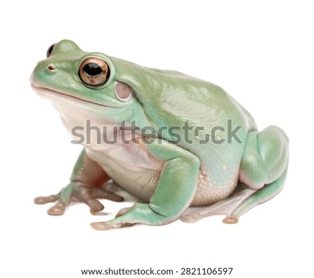 A Charming White S Tree Frog Displayed Naturally Isolated On White Background