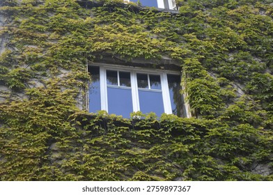 A charming window almost hidden by vibrant green foliage and climbing vines. The interplay of architecture and nature creates a serene, fairytale-like atmosphere, perfect for rustic, garden, and tranquil lifestyle themes.