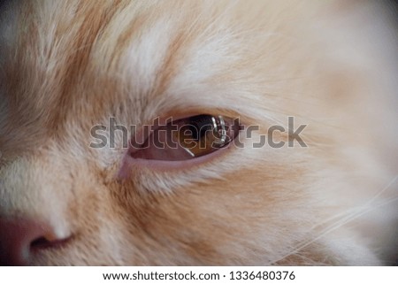 charming yellow cat eyes