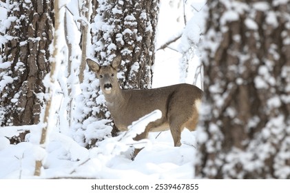 A charming young deer standing in the snow in a wintertime forest, surrounded by tall trees - Powered by Shutterstock