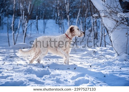 A charming young white English Setter dog walks through the snow in the winter forest. Hunting dogs.