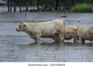 Charolais beef cattle standing calmly in their flooded paddock on a genuine inner city farm after heavy rain and flooding on the Gold Coast in Queensland, Australia. - Powered by Shutterstock