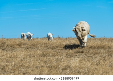 Charolais Beef In The Meadow During The Heat Wave. Grass Yellowed By Drought. Normandy, France, August 2022