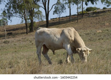 Charolais Bull From The Darling Downs