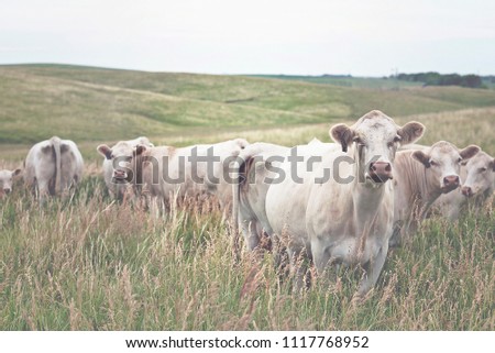 Charolais Cattle in pasture