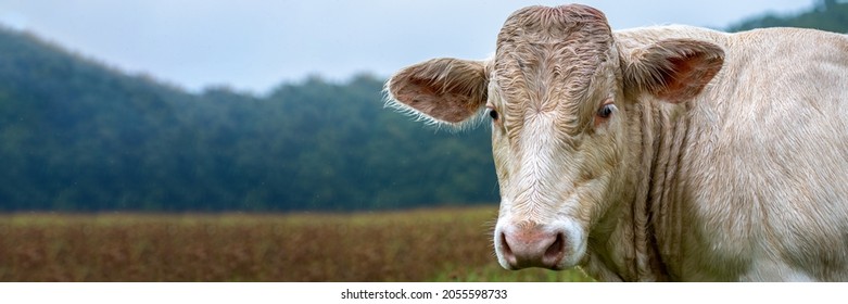 Charolais Cattle, White Bull Head Front View.