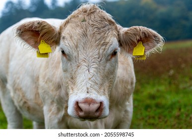 Charolais Cattle, White Bull Head Front View.