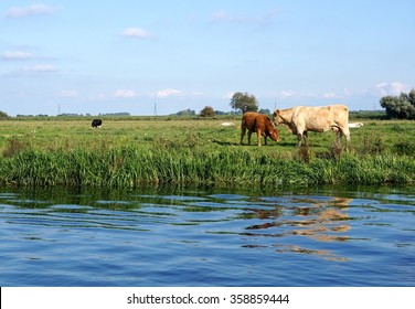  A Charolais cow mother nuzzles her red calf beside a riverbank in the Cambridgeshire fens