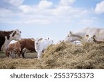 
Charolais and hereford cattles near the haystack on the farm. A herd of beef cows and calves eat hay. Sky background with white clouds.