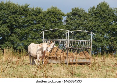 Cattle Feeder Images Stock Photos Vectors Shutterstock