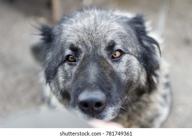 Charplaninatz dog head portrait. 
Yugoslav Shepherd Dog