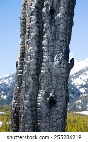 Charred Barrel After A Lightning Strike In A Tree In The Open Elevated Place