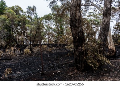 Charred Eucalyptus Trees - The aftermath of a bushfire in South Australia