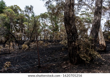 Charred Eucalyptus Trees - The aftermath of a bushfire in South Australia