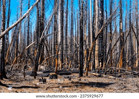 Charred forest of tree trunks after wildfire