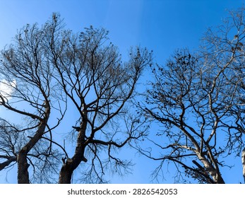 Charred, leafless trees and sparse seed pods form a stark canopy beneath a blue sky in Penteli, Greece, revealing wildfire damage