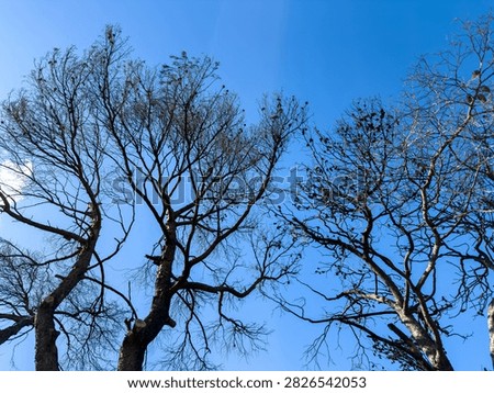 Charred, leafless trees and sparse seed pods form a stark canopy beneath a blue sky in Penteli, Greece, revealing wildfire damage