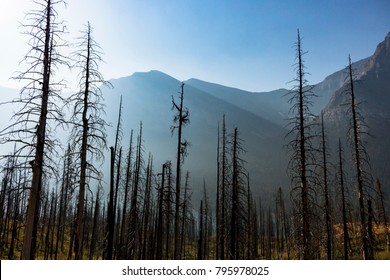 Charred Remnants of a Mountain Forest