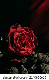 A charred rose lying on a pile of coals as a symbol of rebirth against a black background. Low key.