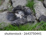 Charred stones with remnants of ash and blackened embers from a fire pit. 