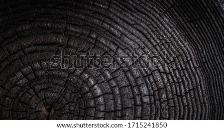 The charred stump of tree felled - section of the trunk with annual rings. Slice burnt wood.