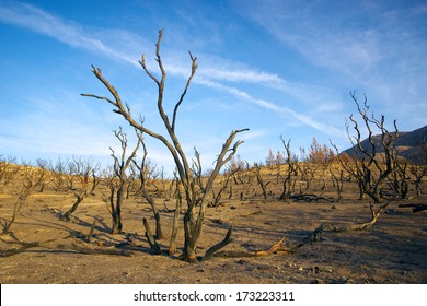 Charred Tree Trunks All That Remain After A Southern California Forest Fire.