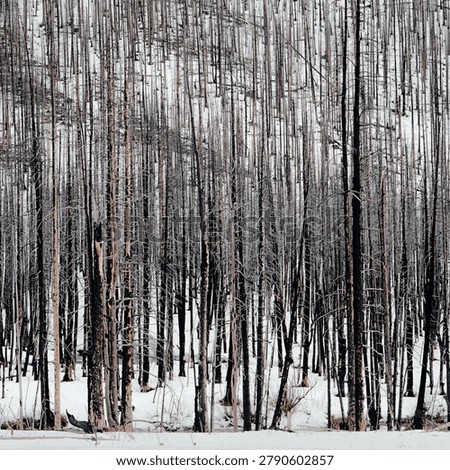 Charred tree trunks create a stark, graphic pattern in a snow-covered landscape