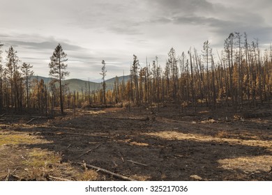 Charred trees after a forest fire