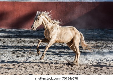 Charreria: A Mexican Rodeo