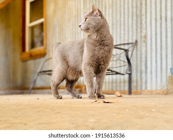 Chartreaux Manx Cat Looking Over His Right Shoulder