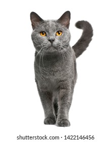 Chartreux Cat, 16 Months Old, Standing In Front Of White Background