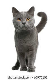 Chartreux Cat, 16 Months Old, Standing In Front Of White Background
