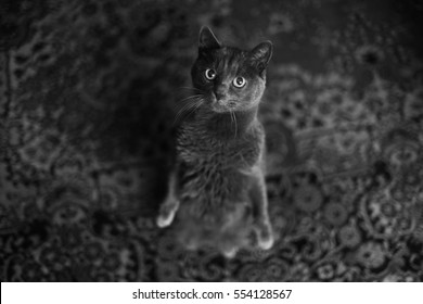 Chartreux cat standing on a legs and looking to me. - Shutterstock ID 554128567