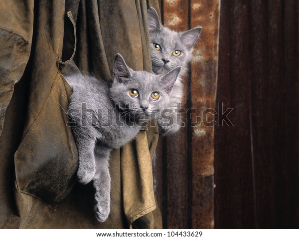 Chartreux cats in old\
coat