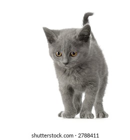 Chat Chartreux Hd Stock Images Shutterstock