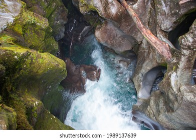 The Chasm, natural gap and waterfall over the Cleddau River, Fiordland National Park near Te Anau, New Zealand