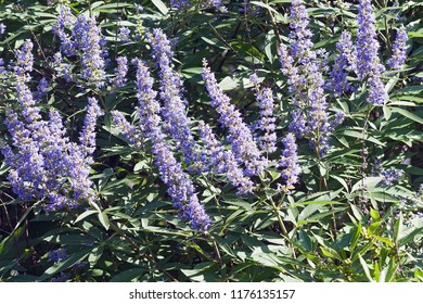 Chaste Tree (Vitex Agnus-castus). Called Vitex, Chasteberry, Abraham's Balm, Lilac Chastetree And Monk's Pepper Also.