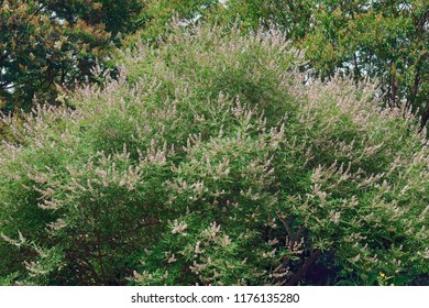 Chaste Tree (Vitex Agnus-castus). Called Vitex, Chasteberry, Abraham's Balm, Lilac Chastetree And Monk's Pepper Also.