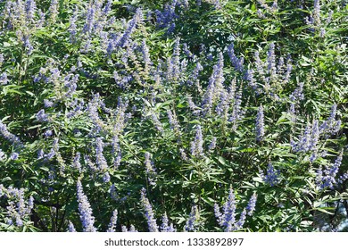 Chaste Tree (Vitex Agnus-castus). Called Vitex, Chasteberry, Abraham's Balm, Lilac Chastetree And Monk's Pepper Also.