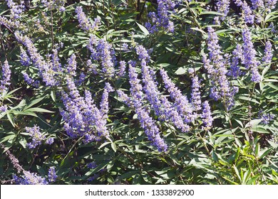 Chaste Tree (Vitex Agnus-castus). Called Vitex, Chasteberry, Abraham's Balm, Lilac Chastetree And Monk's Pepper Also.