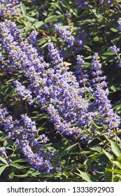 Chaste Tree (Vitex Agnus-castus). Called Vitex, Chasteberry, Abraham's Balm, Lilac Chastetree And Monk's Pepper Also.