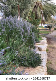 Chaste Tree (Vitex Agnus-castus). Called Vitex, Chasteberry, Abraham's Balm, Lilac Chastetree And Monk's Pepper Also.