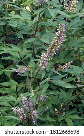 Chaste Tree (Vitex Agnus-castus). Called Vitex, Chasteberry, Abraham's Balm, Lilac Chastetree And Monk's Pepper Also